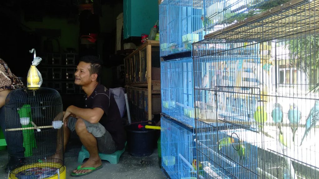 Berawal Dari Hobi Burung Bekicau, Jazuli Bikin Penangkaran