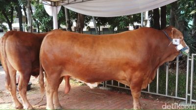 Sapi Kurban Presiden Jokowi Beratnya  1,7 Ton