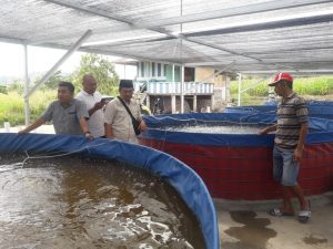 Warga Biga Kembangkan Budidaya Ikan Nila dan Lele Sistem Bioflok