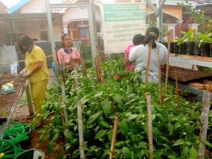 Kelompok Wanita Tani Kelurahan Biga Budidayakan Tanaman Produktif