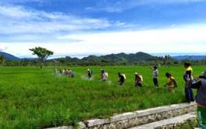 BPTP dan Petani di Paguat Perangi Hama Tanaman Padi