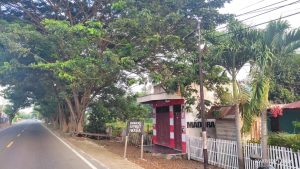 Dianggap Bakal Membahayakan, Warga Siduan Minta Pohon di Jalan Trans Sulawesi Segera Ditebang