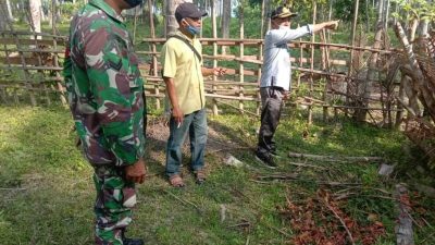 Bersama TNI/Polri, Lurah Pentadu Lakukan Verifikasi Lahan Pertanian Jagung