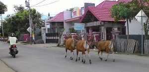 Lurah Pentadu Himbau Warga Kandangkan Hewan Ternak