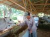 Peternak Sapi Binaan Pani Gold Project Mulai Hasilkan Sapi Potong